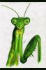 Praying Mantis -
This is from a magazine clipping.  I like the way it came out--better than my sketch from a few years earlier (see my page of sketches).  Colored pencils are underestimated.
(colored pencils) 